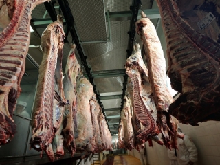 frigorifico, carne, argentina