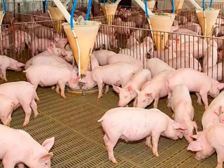 suíno suínos suína suinocultura porco porcos carne suína suinocultor leitão leitões