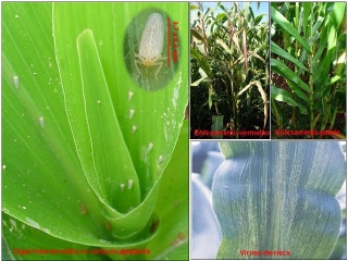 enfezamento milho SC