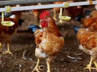 frango, granja, china