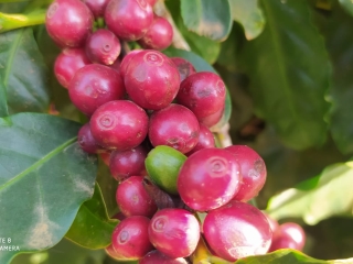 café em são pedro da uniã-mg