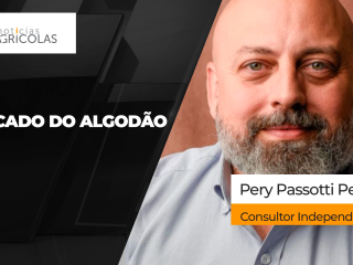 BOLETINS THUMB ALGODÃO