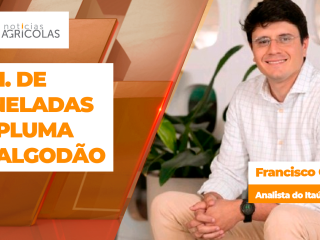 BOLETINS THUMB ALGODÃO