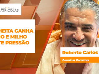 BOLETINS THUMB MILHO