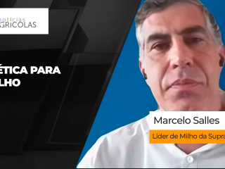 BOLETINS THUMB MILHO