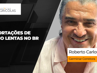BOLETINS THUMB MILHO