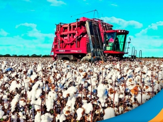 colheita-algodao