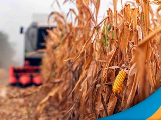 colheita-milho