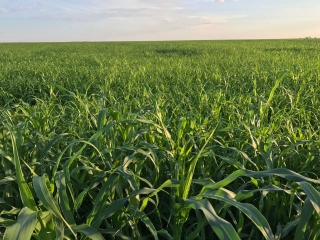 Materiais de Milheto da Agro Norte - Foto: Agro Norte/Divulgação