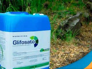 glifosato