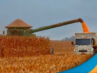 milho colheita