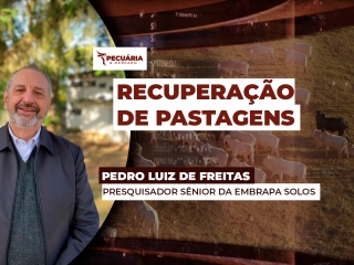 pecuaria pedro