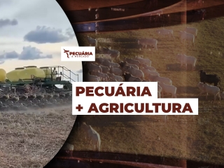 THUMB PECUÁRIA & MERCADO - 003