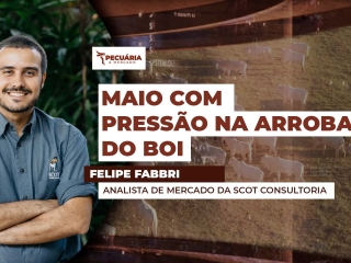 THUMB PECUÁRIA & MERCADO Felipe FFabrri YOU