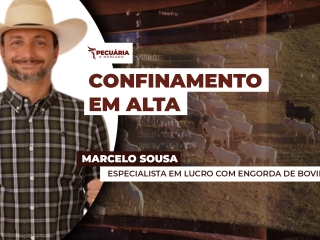 THUMB PECUÁRIA & MERCADO MARCELO