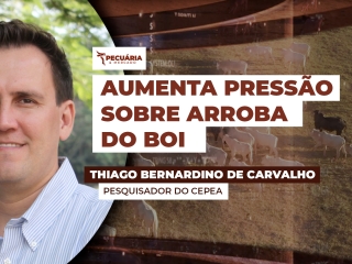 THUMB PECUÁRIA & MERCADO - Thiago Thiago Bernardino de Carvalho