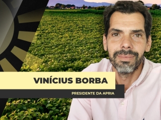 THUMBS - SITE - CORTE - BDA - BORBA