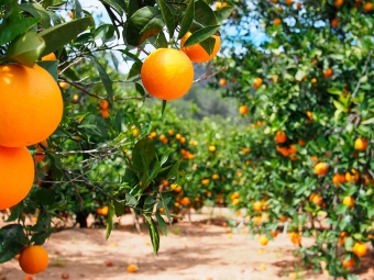 Laranja 16:9