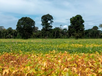 Código Florestal 16:9