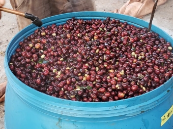 Fermentação do café