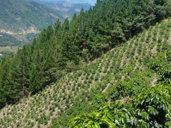 cafezal