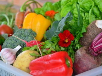 hortifruti olericultura