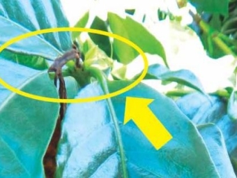 Atuação da Phoma no café