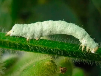 O fungo Metarhizium rileyi ataca lagartas prejudiciais à agricultura - 16:9