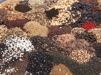 Muvuca - Técnica de Restauração Florestal