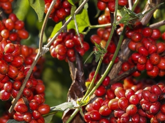 cafe 16:9
