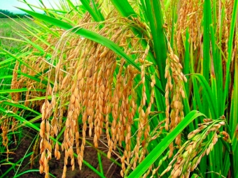Arroz 16:9