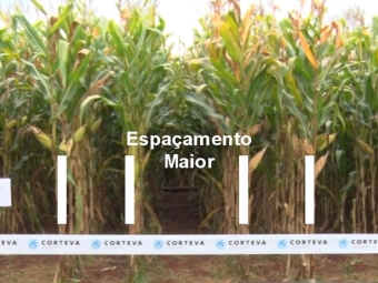 manejo linhas gemeas milho - agronomy day