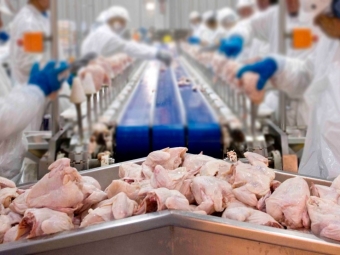 frangos preparados pra resfriamento, industria - 16:9