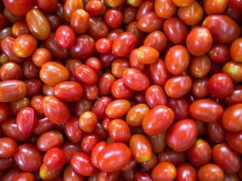 foto cna tomate tomate cereja