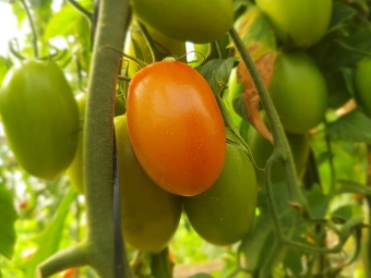 Tomate Vero - Horticeres Sementes 16:9
