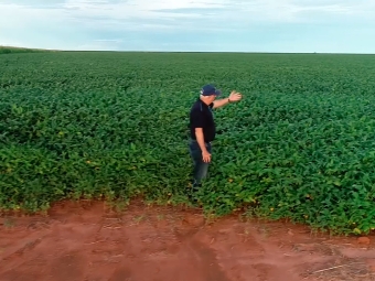 João Batista na soja