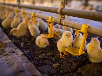 pintinhos cna frango pintos de um dia avicultura aves