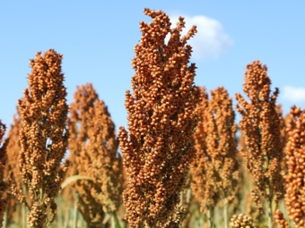 Sorgo destaque
