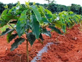 Fertilizantes no café 16:9