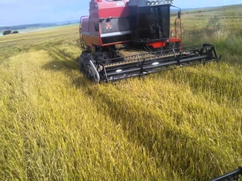 lavoura arroz colheita