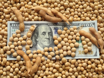 Soja dólar