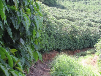 Produção de café em Minas Gerais - Envio de Guy Carvalho