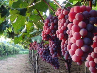 Uva fruta