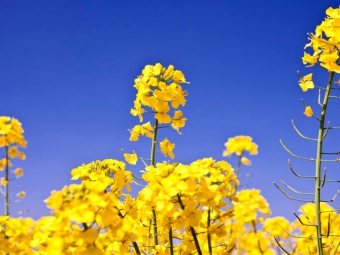 Canola 16:9