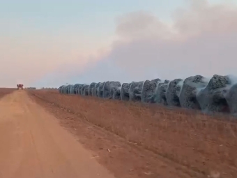 Queimada em algodão - José Nardes