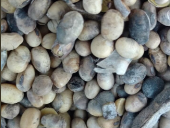 Soja danificada pelas chuvas na Argentina