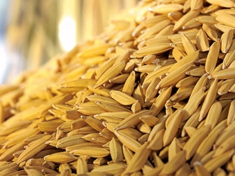 Arroz 16:9