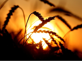 Trigo, sol, por do sol - 16:9