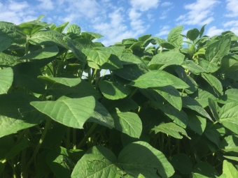 Soja Planta - 16:9