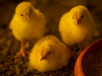 pintinhos cna frango pintos de um dia avicultura aves